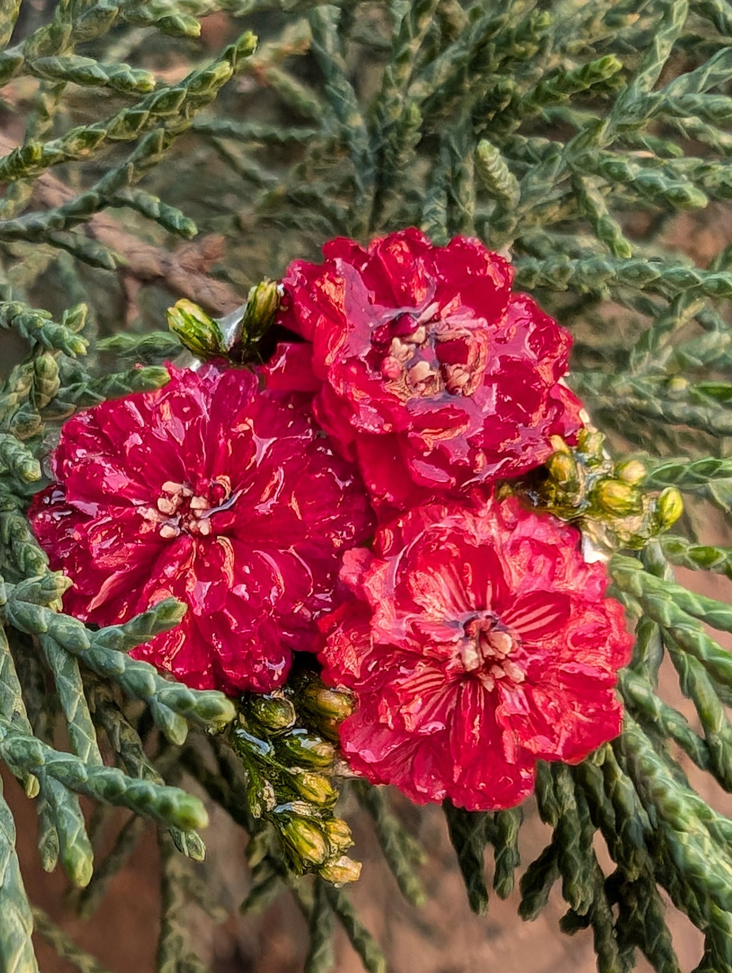 Ohrringe „Blütenkelch“ – Blumen in Rosa und Licht eingefasst